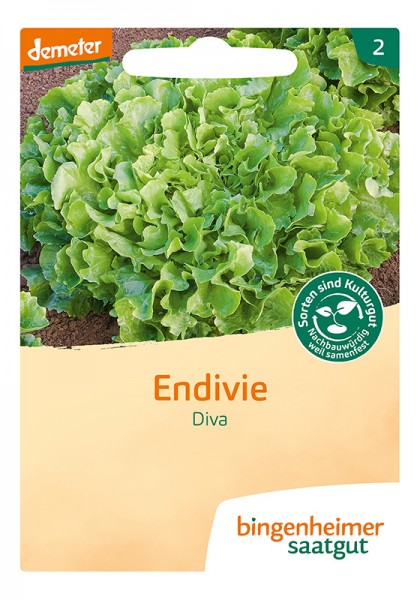 Endivie Diva (Bio-Saatgut)